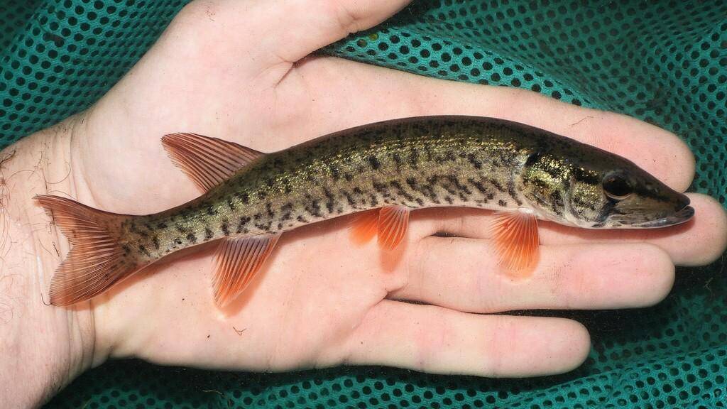 Pickerel amerika